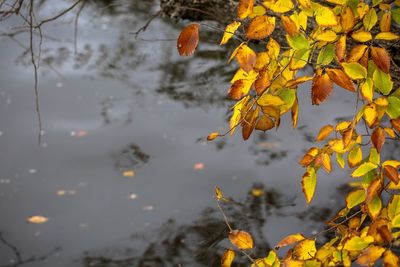 Close-up of yellow maple leaves on branch