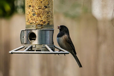 Close-up of bird perching on feeder