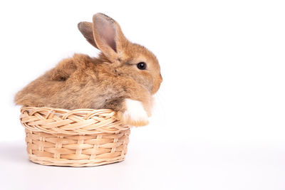 Close-up of a rabbit over white background