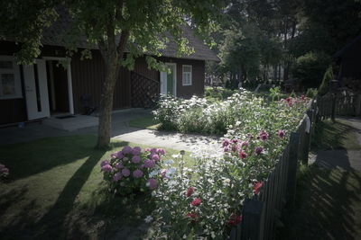 Flower plants against trees