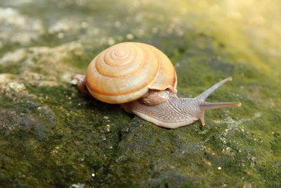 Close-up of snail on leaf