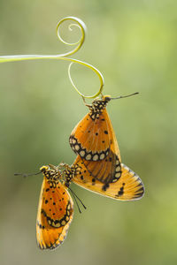 Close-up of butterflies on plant stem