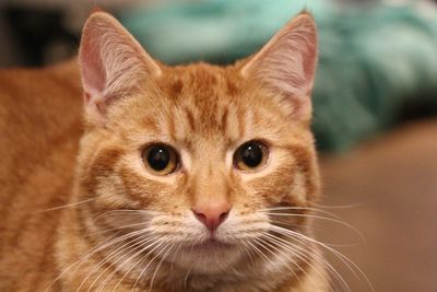 Close-up portrait of a cat