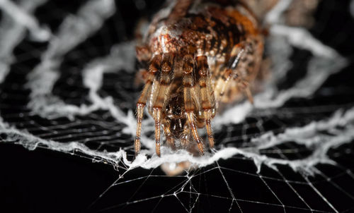 Close-up of spider on web against black background