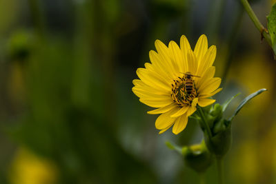 Close-up of bee on yellow flower