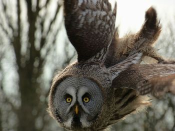 Close-up portrait of owl flying in mid-air