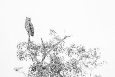 Low angle view of bird perching on a tree