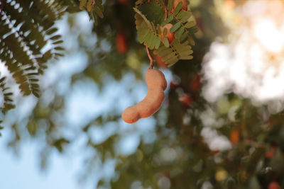 Low angle view of fruits on tree