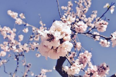 Close-up of apple blossoms in spring