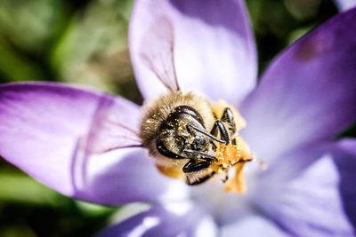 Close-up of bee pollinating on purple flower