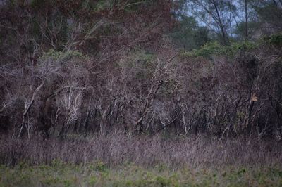 Scenic view of forest