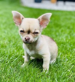 Portrait of dog on grass