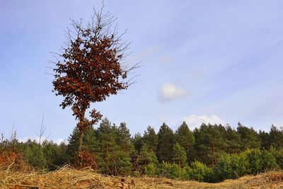 Trees on field against sky during autumn