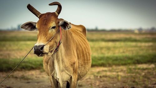 Close-up of cow standing on field against sky