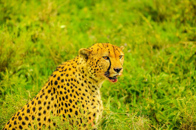 Close-up of a cat looking away on field