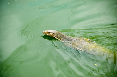 High angle view of monitot lizard in river