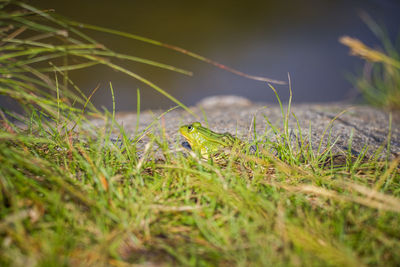 A beautiful common green water frog enjoying sunbathing in a natural habitat at the forest pond. 