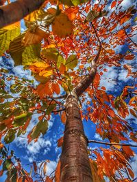 Low angle view of maple tree against sky