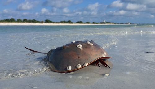 Dead fish in sea against sky