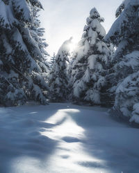 Snow covered trees against sky