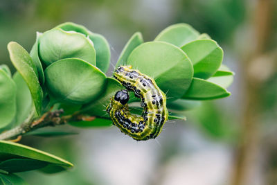 Cydalima perspectalis, know as box tree moth.