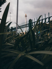 Plants growing by fence against sky