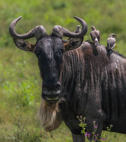 Cow standing on field