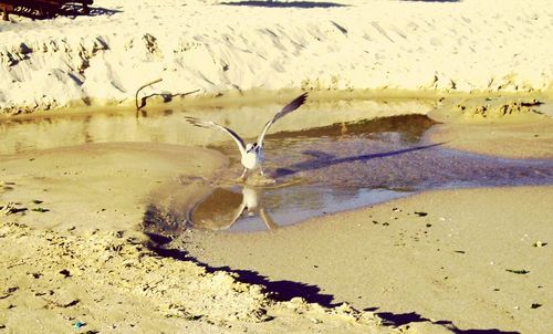 Close-up of crab on beach