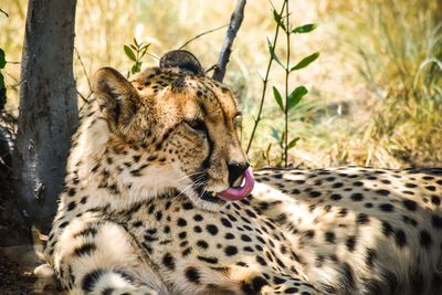 Cat relaxing on a land