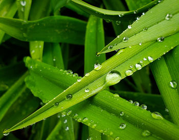 Close-up of water drops on grass during rainy season