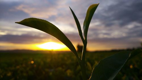 Close-up of fresh green field against sky during sunset