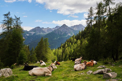 Scenic view of some cows into the mountains