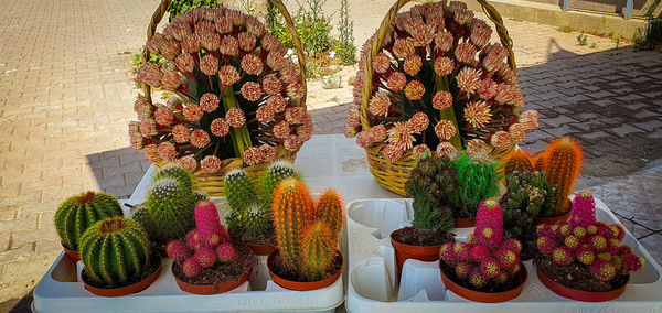 High angle view of potted plants for sale in market