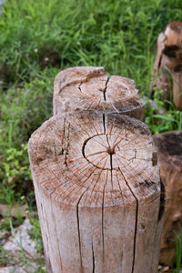 Close-up of tree stump on field