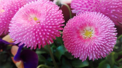 Close-up of pink flowers