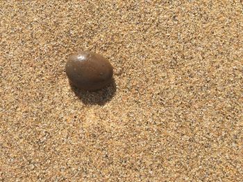 Close-up of ball on sand