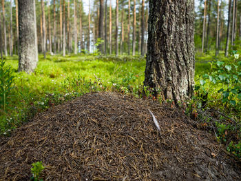 Trees growing in forest