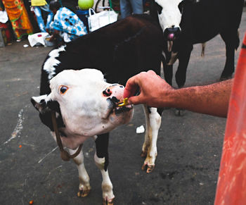 Cropped image of man feeding cow on street