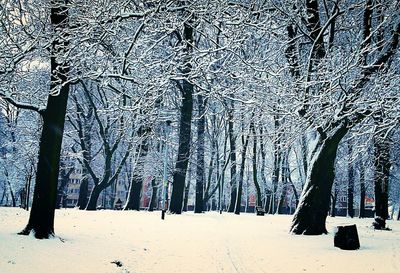 Bare trees in park