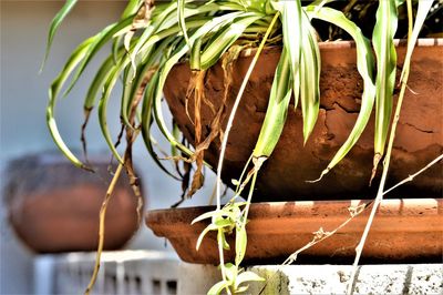 Close-up of potted plant hanging against wall