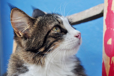 Close-up of a cat looking away