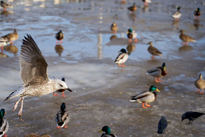 Flock of birds in lake