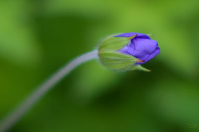 Close-up of flower blooming outdoors