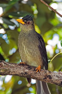 Close-up of bird perching on branch