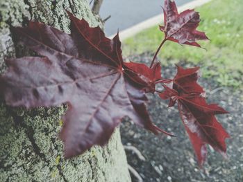 Close-up of maple leaves