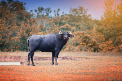 Black dog looking away on field