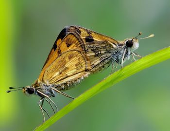 Close-up of butterfly on flower