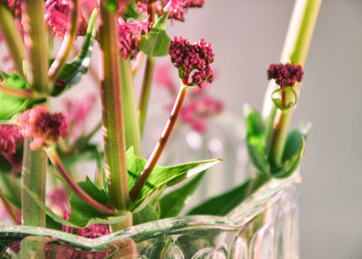 Close-up of flower buds growing outdoors