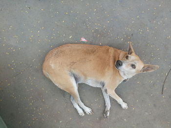 High angle view of dog lying on street