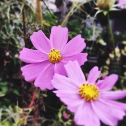 Close-up of pink cosmos flower blooming outdoors